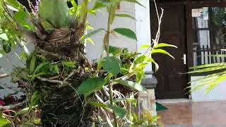 Dendrobium Purple on the Cuban Royal Palm Tree - orchid on the tree