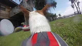 GoPro POV | Puppy