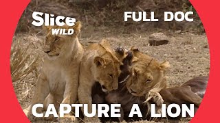 How to Capture a Lion on the African savannah? | SLICE WILD | FULL DOC