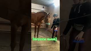 Бризик💗 идея не моя #конюшня #horse #equestrian #конкур #бриз #pony #horseriding #riding #jumping