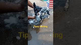 dog bath#trending #viral #injection #cute #shorts