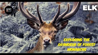 Elk: Exploring the Grandeur of Forest Monarchs