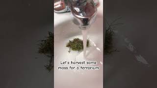 Harvest moss with me on summer vacation #plants #moss #summer #firstdayofsummer