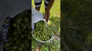 Guinep season in Jamaica you don’t want to miss this best tropical fruit