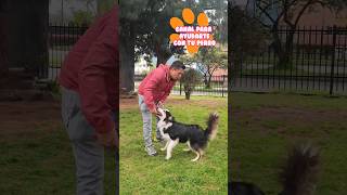 soy checho adiestrador #perros #dog #mascotas #bordercollie #barf #pets #pettrainning #tutorial