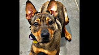 Loki | 9 Month Old German Shepherd | Best Trained Dogs of OR | Portland OffLeash K9 Training