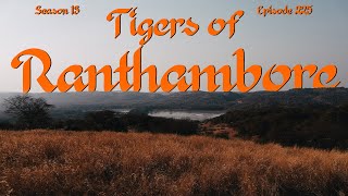 Roaming Ranthambore: On a Quest for Tigers