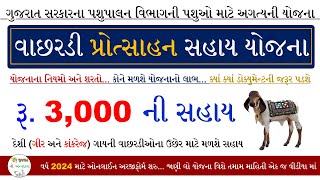 વાછરડી પ્રોત્સાહક સહાય યોજના | દેશી ગાયની વાછરડીના ઉછેર માટે મળશે રૂ 3000 ની સહાય