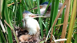 Male Bird Replace Female Bird Take Care their Babies in The Nest