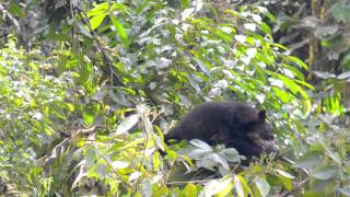 Spectacled Bears, Inkaterra, Peru