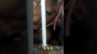 Обзор конюшни от начинающего конника🐴