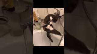 Cats fail compilation #shorts