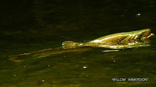 Fly Fishing Big Brown Trout in the Willows. Rising Brown Trout, Willow Grubs & Mayflies.