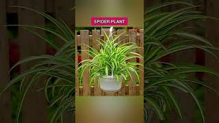 10 Best Low Maintenance Shade Loving Indoor Plants