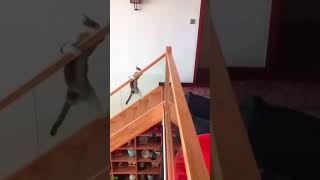 Funny Pets 😾 Cats Being Cats 🙀 #cathouse Part 2716