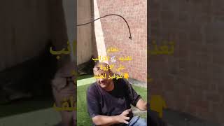 نظام تغذيه الارانب 🐇علي الازولا وكيف تتلاشي اي مشاكل تصيبها من الغلط بالتغذيه