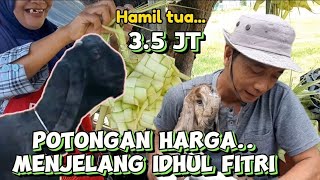 Kambing Kaligesing BREEDING Ekonomis hamil tua...Potongan harga menjelang lebaran..