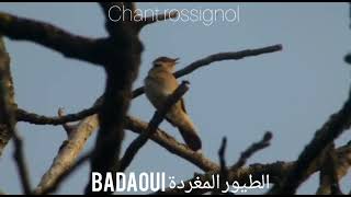 أروع وأجمل تغريد للعندليب المغربي (  الحسنية ) بكاميرا الاخ ابراهيم من فاس chant rossignol