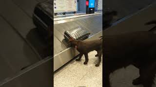 Airport #shorts #travel #airport #dogs