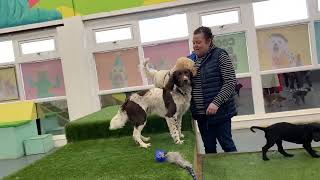 Indoor dog socialisation, Dogs Go, Arrowe Park Wirral