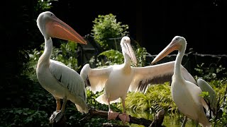 Cute Pelican Birds spreading and flapping their wings, cute water bird || हवासील पक्षी #pelicans