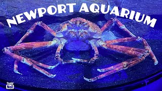 Unbelievable Wonders of the Newport Aquarium!