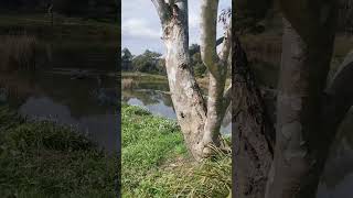 Suburban Trail Run 14 at winter-end VIC Australia #shorts #TrailRun #urbanlandscape #creekbed