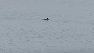 Harbour porpoise at Newcastle County Down