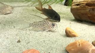 Corydoras loretoensis male with dorsal fin extensions