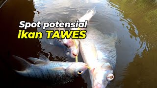 SPOT POTENSIAL MANCING IKAN TAWES ADA DISINI