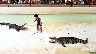 crocodile show 2 thailand #bangkok