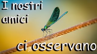 I nostri amici ci osservano - Fiume Sile - 4k