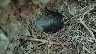 Baby Kacer's nest is on the ground