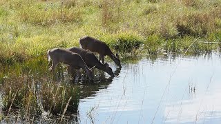 White-tailed Deer, Parc Omega