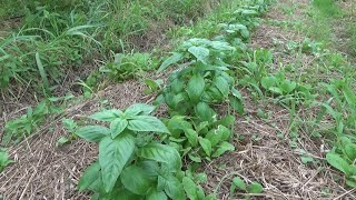 【自然農】2024年7月10日 トウモロコシ大被害！ナスはニジュウヤホシに・・・・【natural farming】