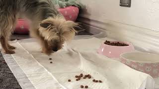 Yorkshire Terrier  Lunch Time.