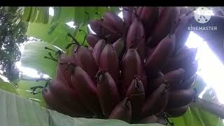 செவ்வாழை பழம் சாப்பிடுவதால் கிடைக்கும் நன்மைகள் || Red Banana Health Benefits in Tamil #banana