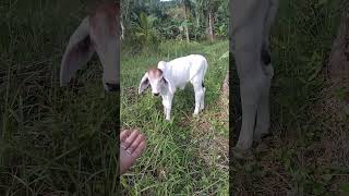 cute little cow