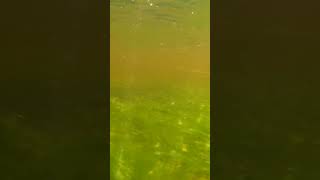 Подводная съёмка на реке / Underwater shooting on the river