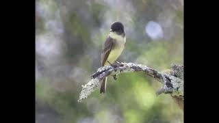 EASTERN PHOEBE IN AUTUMN