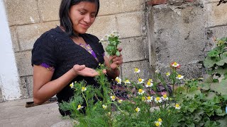 plantas medicinales