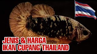 Jenis & Harga Ikan CUPANG THAILAND