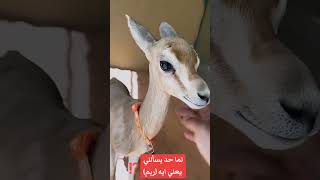 معني ريم❤️❤️