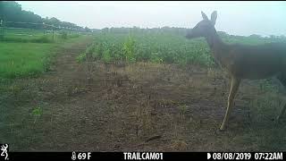 August Trail Cam