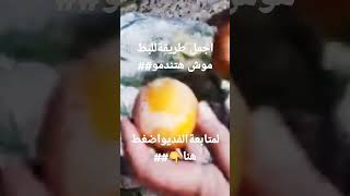 طريقة البط من هم يم للطبخ##