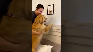 So nice#dog #viral #ytshorts