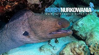 Marsa Murain - Poland Red Sea 2019 [ www.Nurkowanie-Kursy.com ]