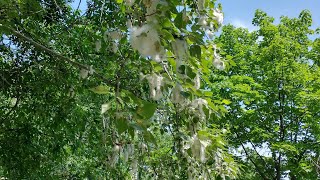 Тополиный пух, Москва, Июнь...(Topolowy puch, Moskwa, Czerwiec...) Poplar fluff, Moscow, June...