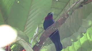 Purple throated fruitcrow | Querula purpurata