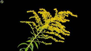 Canada goldenrod flowers opening - time lapse [4K]